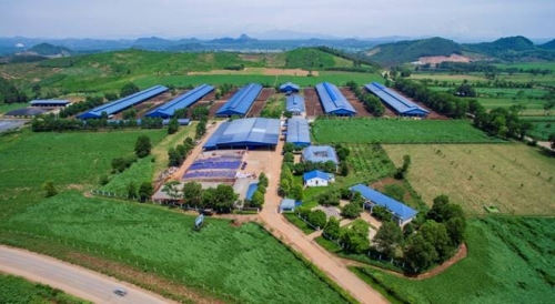 Dấu ấn Vinamilk trong ngành chăn nuôi bò sữa công nghệ cao Việt Nam