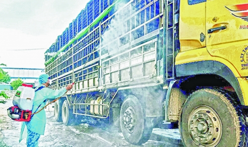 Dịch tả lợn vẫn diễn biến phức tạp