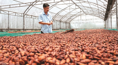 Từ ca cao đến socola “made in Việt Nam”