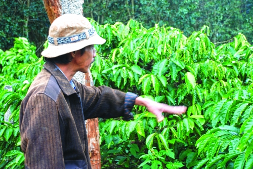 Cà phê Việt, bao giờ hết xuất thô?