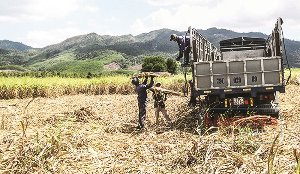 Nam Trung bộ oằn mình vì nắng hạn