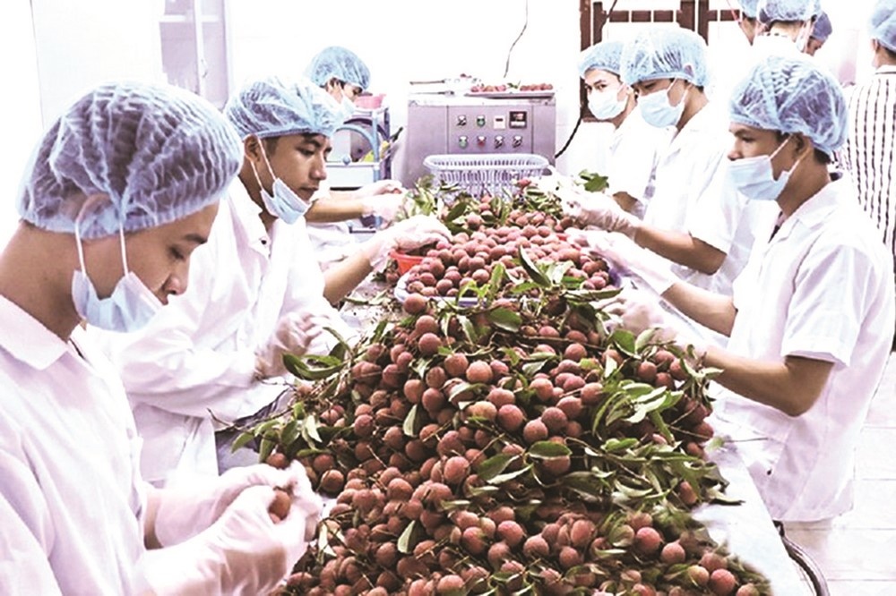 Vải thiều Việt chinh phục nhiều thị trường khó tính