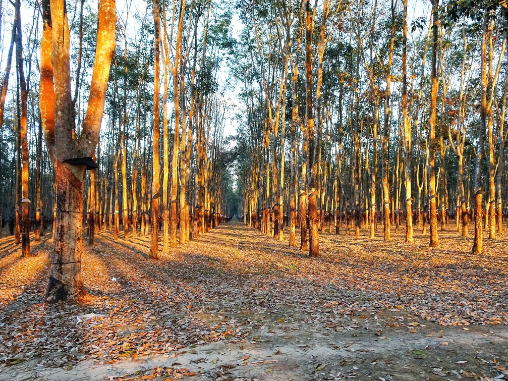 Người trồng cao su đối mặt với khó khăn kép Người trồng cao su đối mặt với khó khăn kép