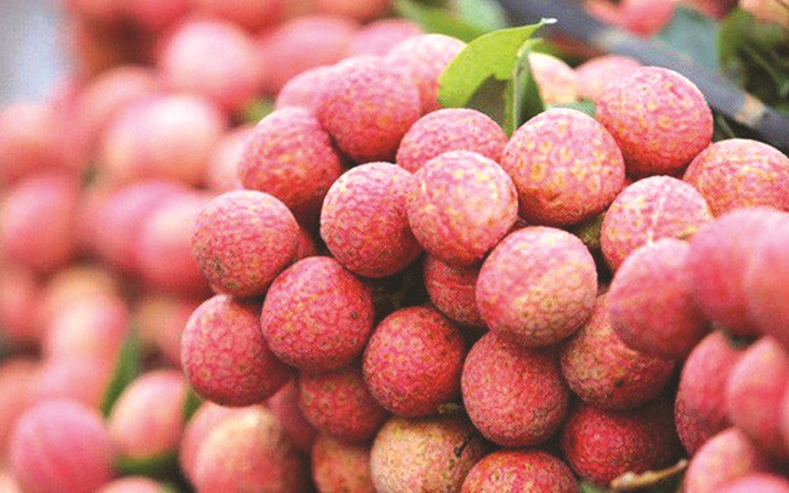 tu vai thieu nghi den thuong hieu trai cay viet