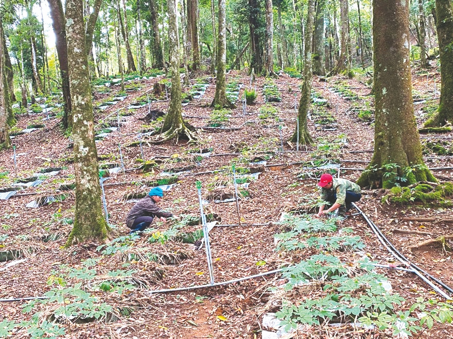 Ngân hàng chung tay bảo tồn và phát triển sâm Ngọc Linh ngan hang chung tay bao ton va phat trien sam ngoc linh