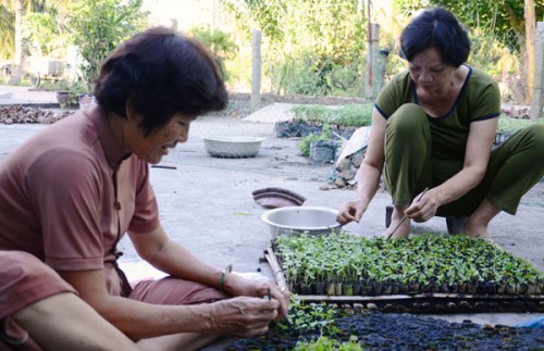 Vốn vay ưu đãi giúp người nghèo ở Hậu Giang thoát nghèo Vốn vay ưu đãi giúp người nghèo ở Hậu Giang thoát nghèo