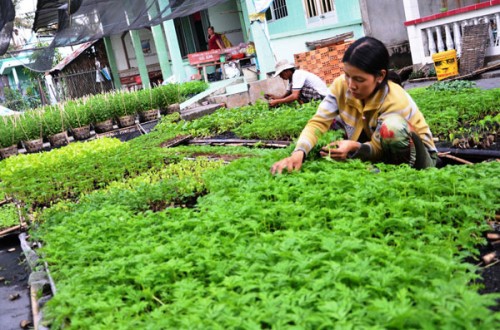 Vốn vay ưu đãi giúp người nghèo ở Hậu Giang thoát nghèo Vốn vay ưu đãi giúp người nghèo ở Hậu Giang thoát nghèo