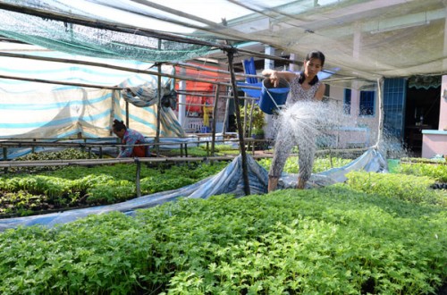 Vốn vay ưu đãi giúp người nghèo ở Hậu Giang thoát nghèo Vốn vay ưu đãi giúp người nghèo ở Hậu Giang thoát nghèo