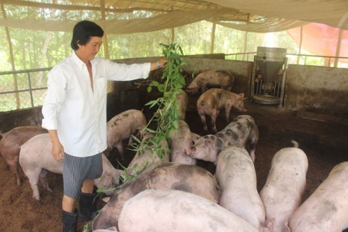 Vốn vay ưu đãi giúp người nghèo ở Hậu Giang thoát nghèo Vốn vay ưu đãi giúp người nghèo ở Hậu Giang thoát nghèo