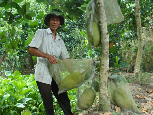 Vốn vay ưu đãi giúp người nghèo ở Hậu Giang thoát nghèo Vốn vay ưu đãi giúp người nghèo ở Hậu Giang thoát nghèo