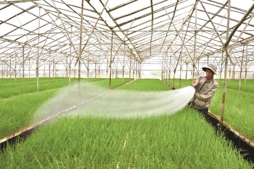 Nhân rộng mô hình liên kết để đẩy mạnh tái cơ cấu nông nghiệp Nhân rộng mô hình liên kết để đẩy mạnh tái cơ cấu nông nghiệp