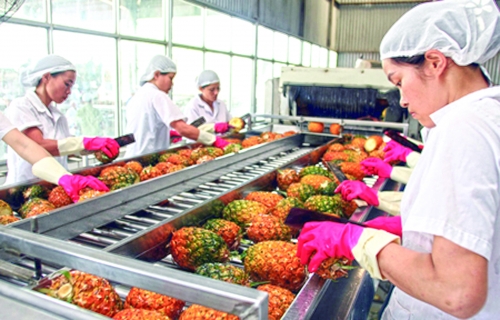 Xuất khẩu nông sản sau các FTA: Hiểu rõ để tránh chủ quan