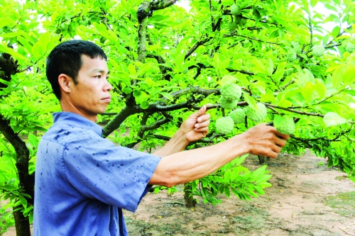 Có vốn ưu đãi, vườn cây ăn trái thêm hiệu quả