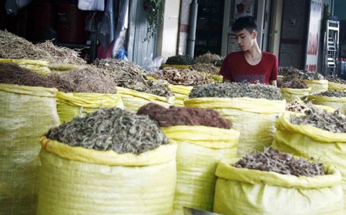 Phát triển thị trường dược liệu