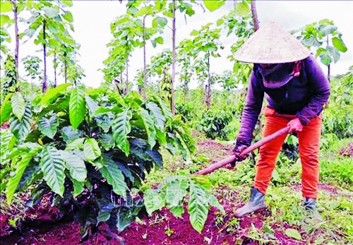 Tái canh cà phê, còn đó những nỗi lo