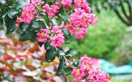 Tường vy nở muộn bên thềm