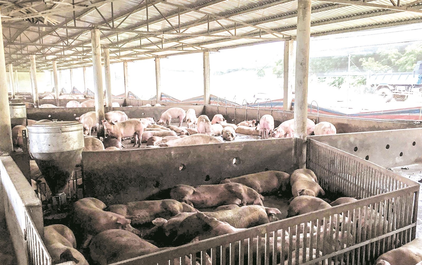 Để hạ nhiệt thị trường thịt heo