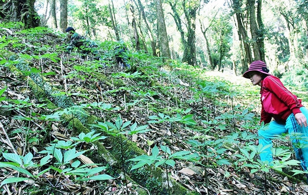 Cần bảo vệ thương hiệu loài cây “Quốc bảo”