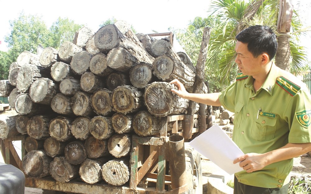 Gỗ lậu vẫn tồn tại