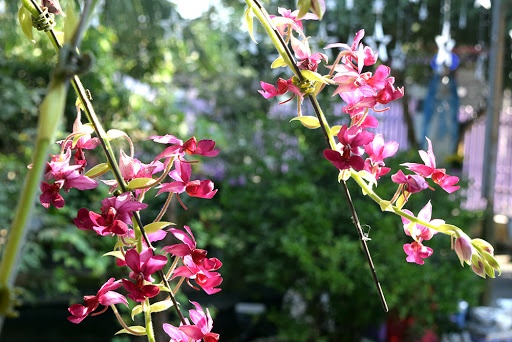 Khu vườn ấu thơ Khu vườn ấu thơ