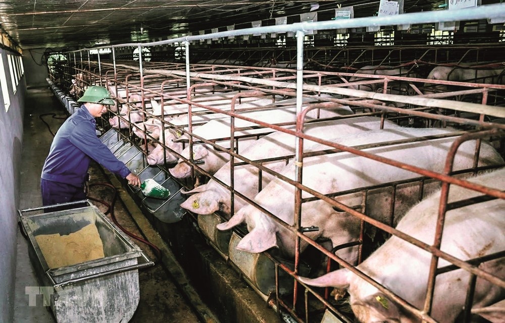 Để đáp ứng nhu cầu thịt lợn trong nước Để đáp ứng nhu cầu thịt lợn trong nước