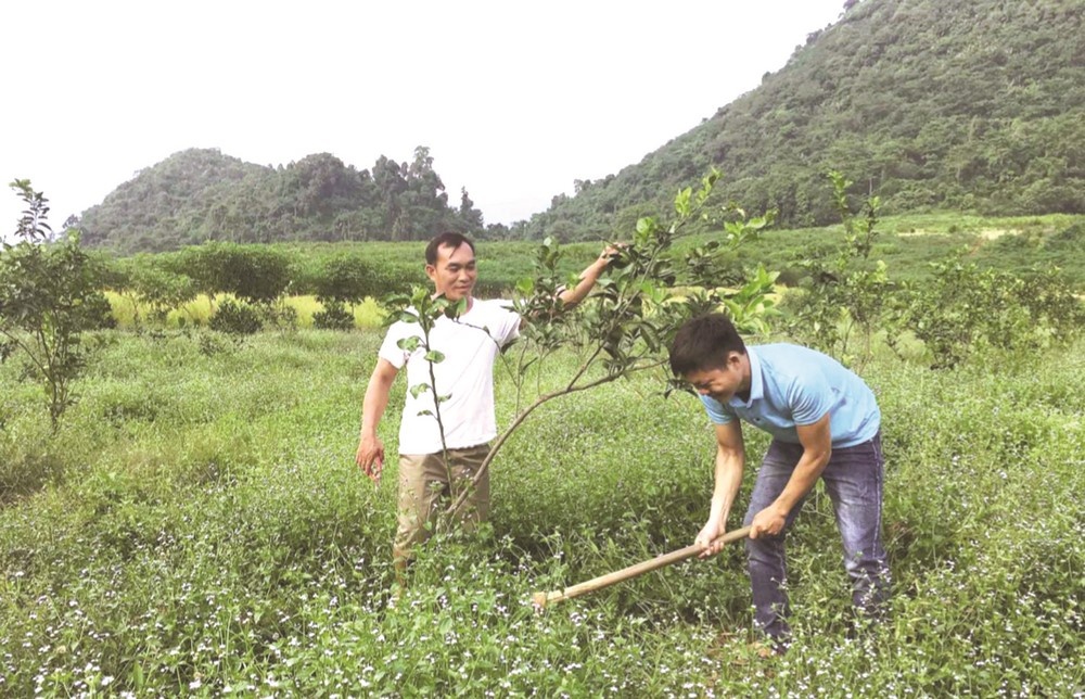 Cần duy trì tín dụng cho hộ mới thoát nghèo Cần duy trì tín dụng cho hộ mới thoát nghèo