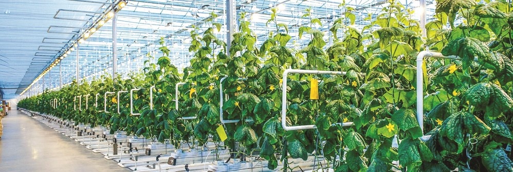 phat trien chuoi cung ung can phai gan chat voi chuoi gia tri