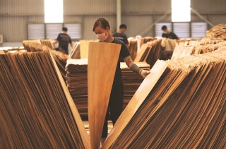 Ngành gỗ và lâm sản nỗ lực xuất khẩu