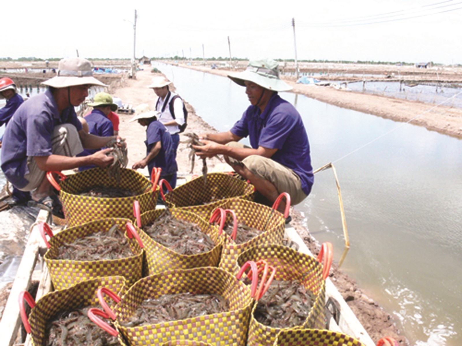 Gỡ khó cho xuất khẩu tôm go kho cho xuat khau tom