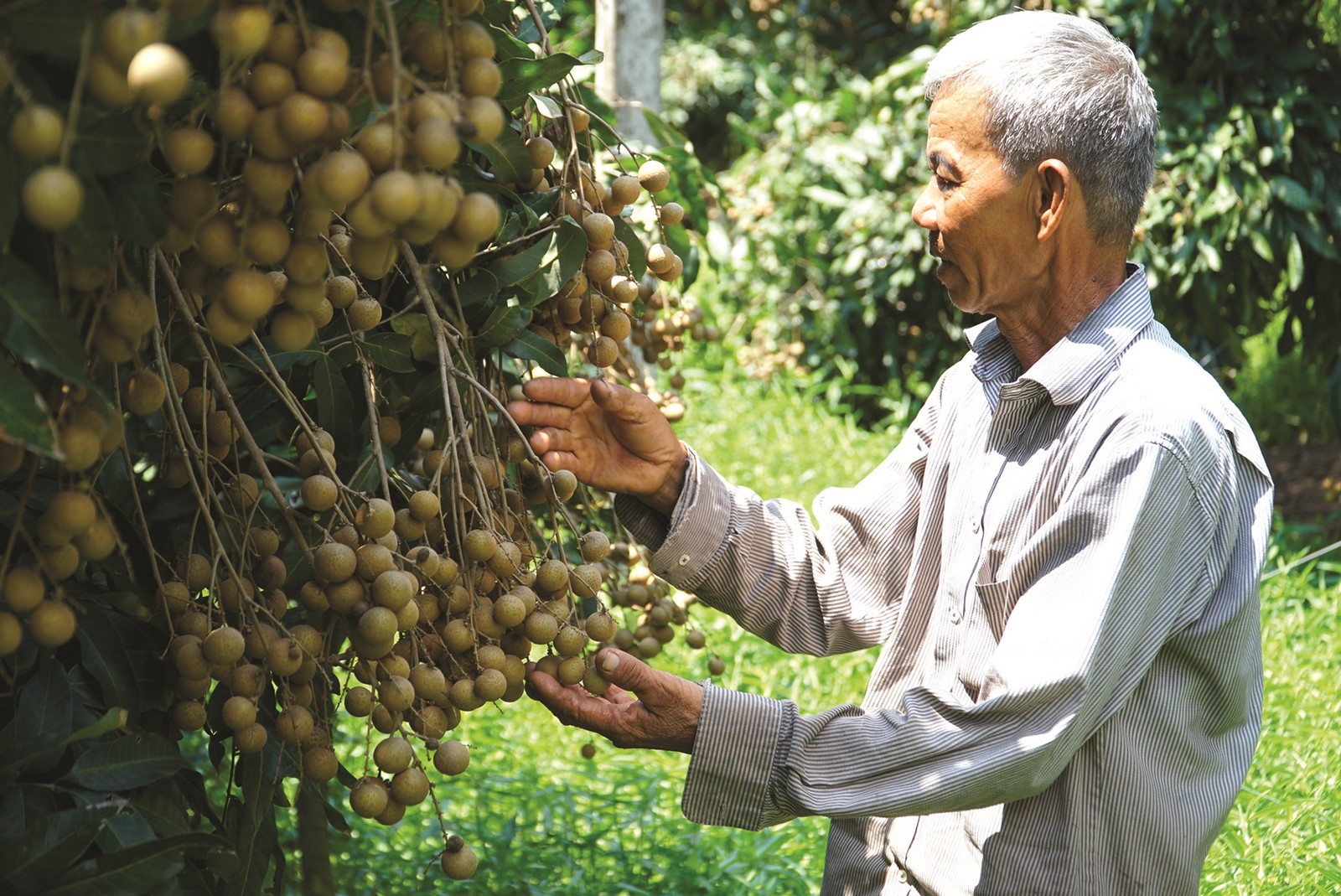 Ngăn chặn sự gián đoạn lưu thông nông sản ngan chan su gian doan luu thong nong san