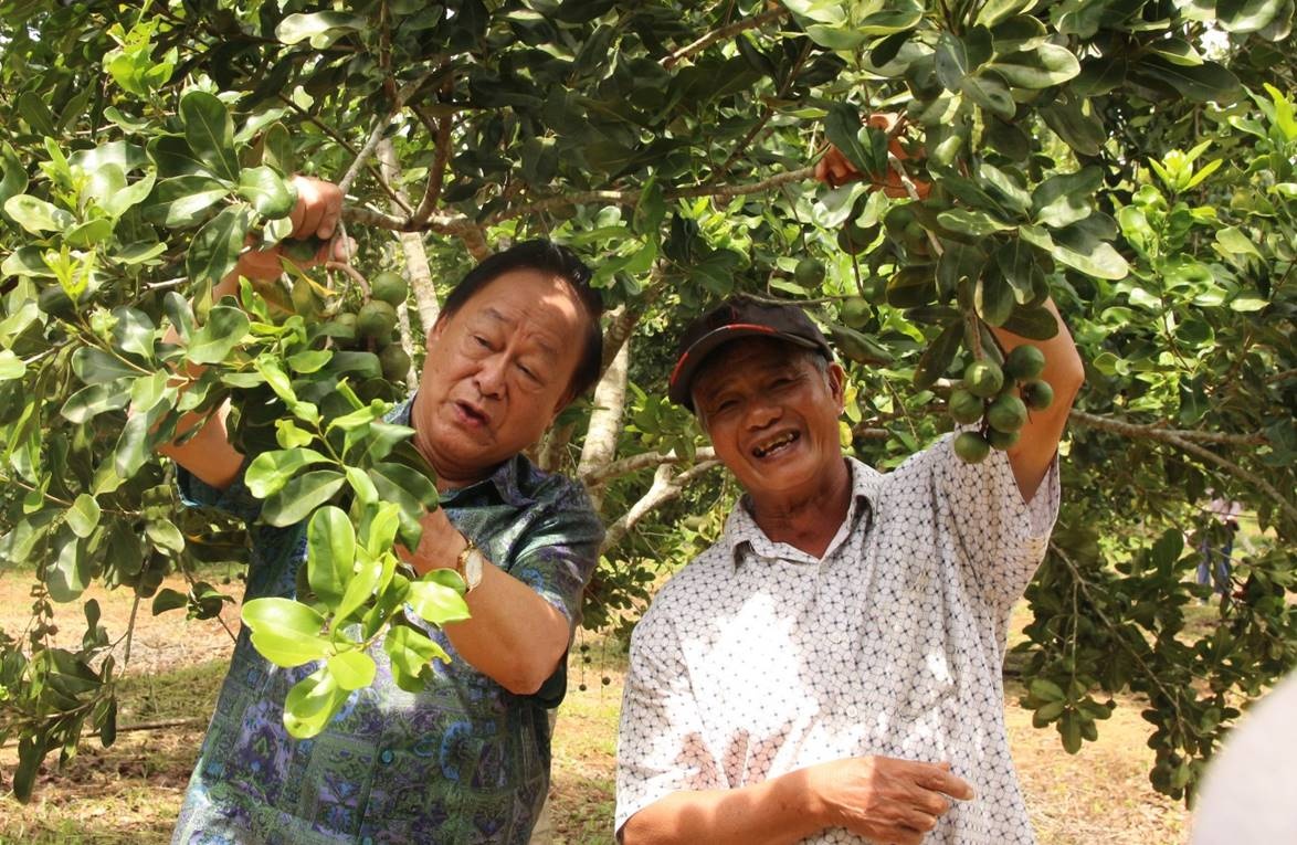 Trồng mắc ca lấy ‘hạt nữ hoàng quả khô’, nông dân bán sướng hơn đi ‘bán vàng’