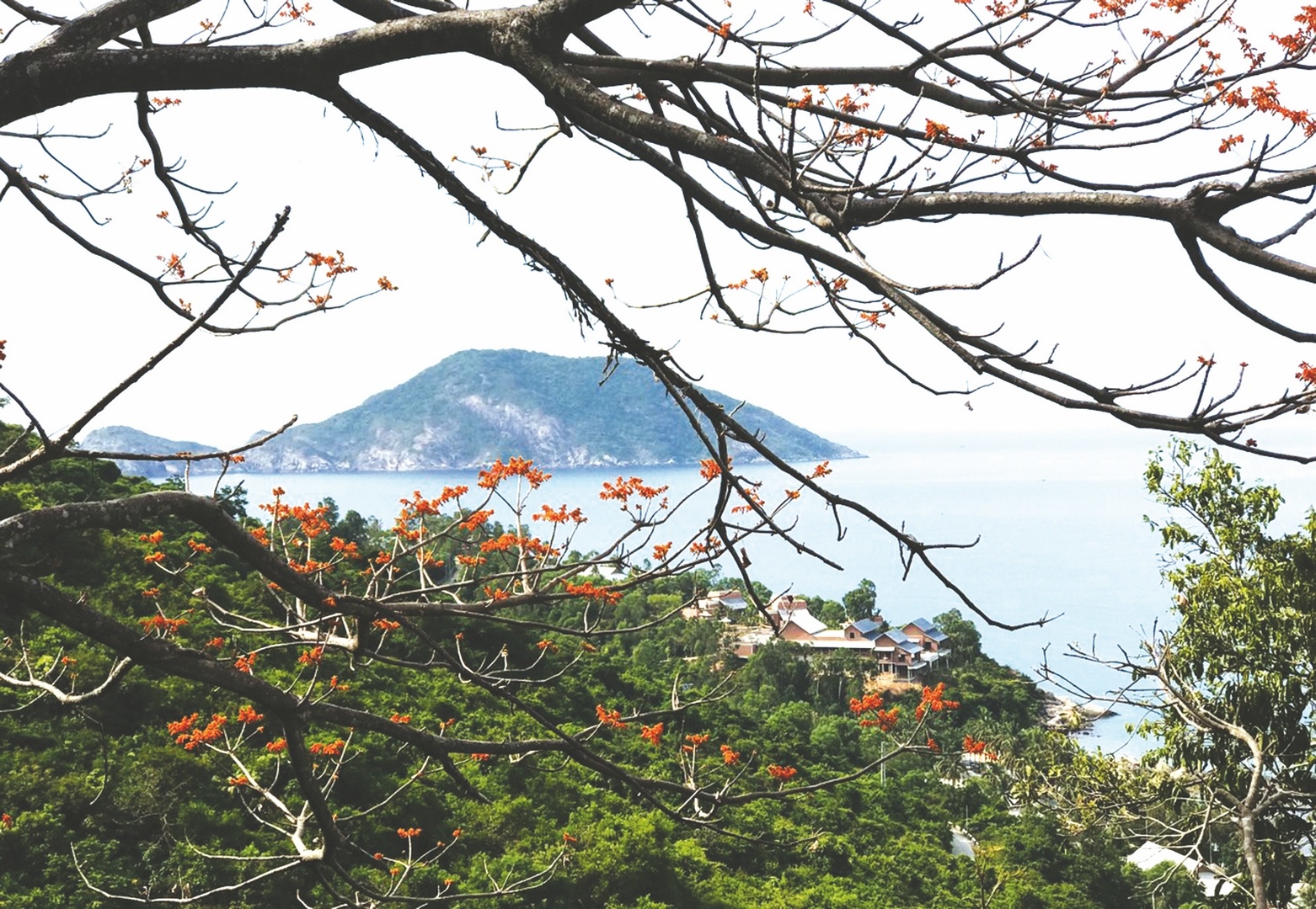 Cù Lao Chàm: Mùa hoa ngô đồng đỏ