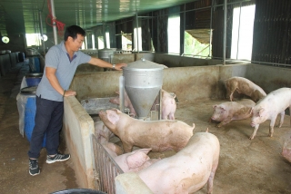 Giá thịt lợn tăng, khó khăn với người chăn nuôi vẫn chưa giảm
