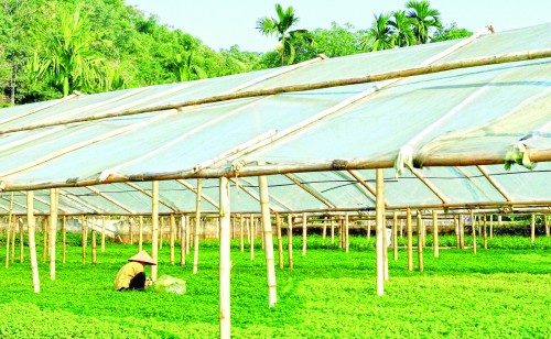 Vốn ngân hàng tạo dựng nông nghiệp bền vững