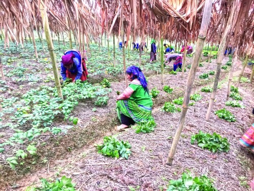Vốn ngân hàng tạo dựng nông nghiệp bền vững