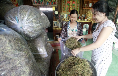 Hiệu quả tín dụng chính sách tại Sóc Trăng