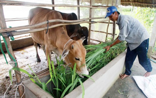 Hiệu quả tín dụng chính sách tại Sóc Trăng