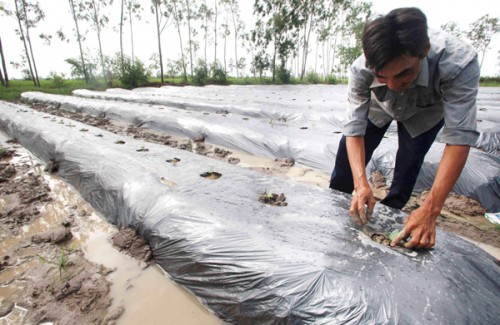 Hiệu quả tín dụng chính sách tại Sóc Trăng