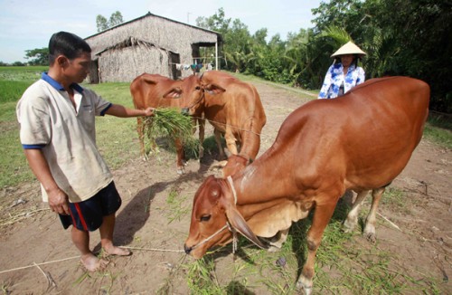 Hiệu quả tín dụng chính sách tại Sóc Trăng