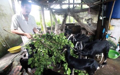 Hiệu quả tín dụng chính sách tại Sóc Trăng