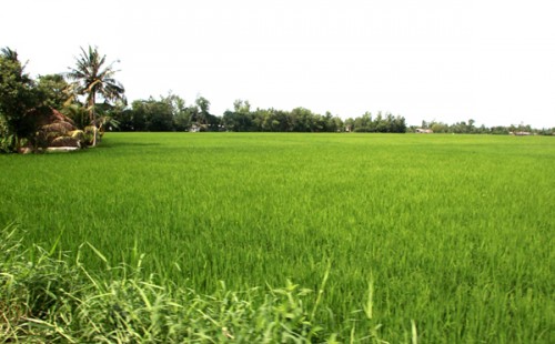 Hiệu quả tín dụng chính sách tại Sóc Trăng