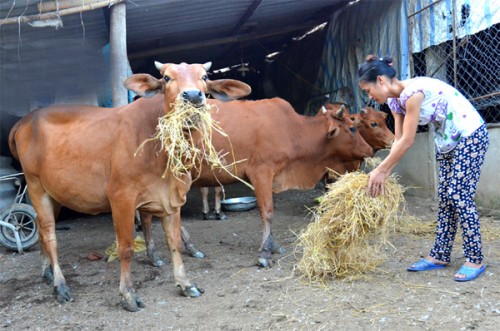 Tiếp thêm nguồn lực cho tín dụng ưu đãi trên địa bàn Hà Tĩnh