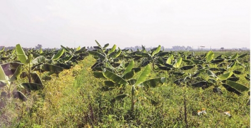 Vườn trái xum xuê nhờ vốn vay ưu đãi