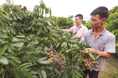 Vườn trái xum xuê nhờ vốn vay ưu đãi