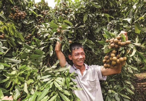 Vườn trái xum xuê nhờ vốn vay ưu đãi