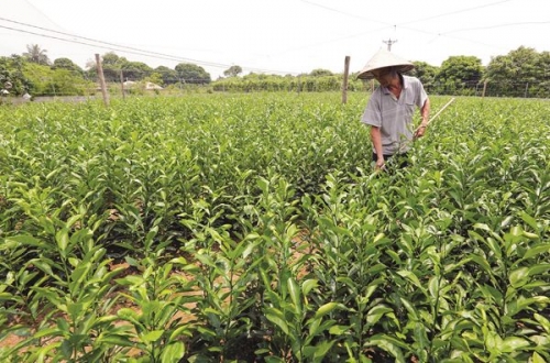 Vườn trái xum xuê nhờ vốn vay ưu đãi