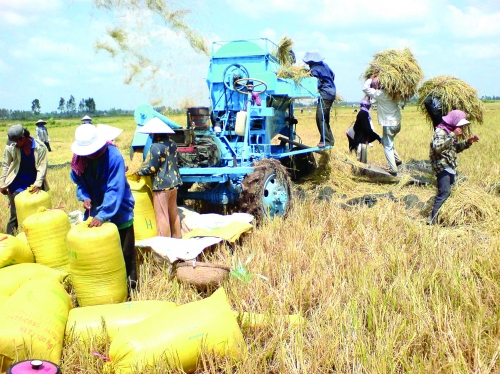 Gạo Việt vẫn đuối về giá