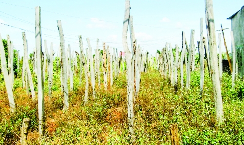 Nông dân khốn khó vì hồ tiêu