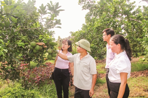 Hiệu quả tín dụng ưu đãi ở vùng ven đô Hà Nội