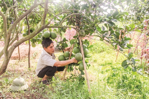 Hiệu quả tín dụng ưu đãi ở vùng ven đô Hà Nội